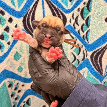 Mixed Breed Dogs Available for Adoption in West Palm Beach, Florida - Nebula | PetCurious