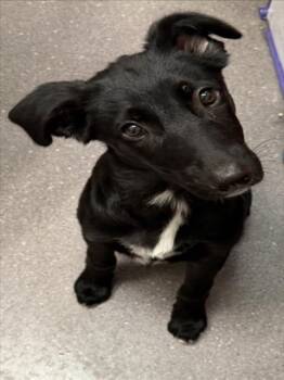 DOLLY -  Border Collie and Mixed Breed Dog for Adoption in Tracy, California - DOLLY | PetCurious