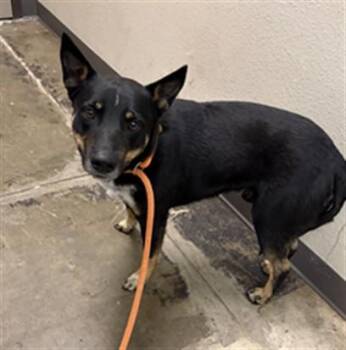 Catahoula Leopard Dog and German Shepherd Dog Dogs Available for Adoption in Ontario, California - SPRINTER | PetCurious