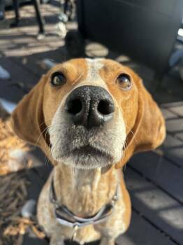 Hound Dogs Available for Adoption - Dixie | PetCurious