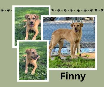 Rescue Terrier Dogs for Adoption in Albuquerque, New Mexico - Finny | PetCurious