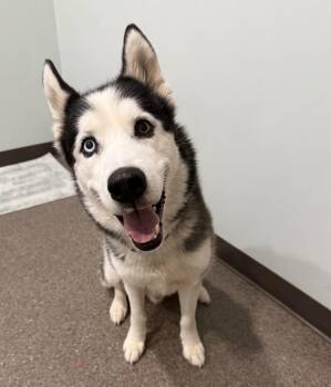 Siberian Husky Dogs Available for Adoption - Loki | PetCurious