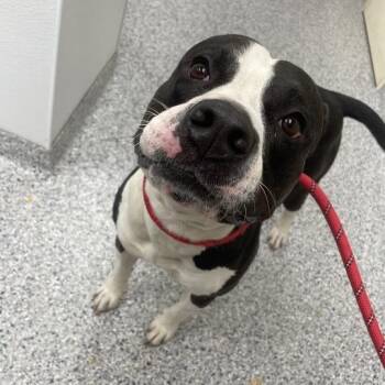 Kovu -  Pit Bull Terrier and Labrador Retriever Dog for Adoption in Chicago, Illinois - Kovu | PetCurious