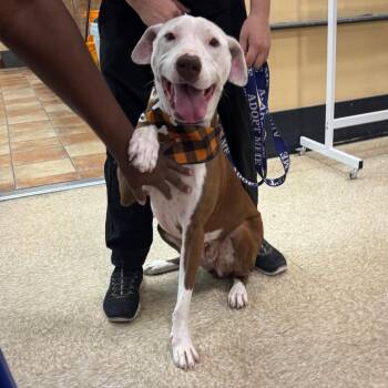 FWT Gardenia -  Pit Bull Terrier Dog for Adoption in Midland, Texas - FWT Gardenia | PetCurious