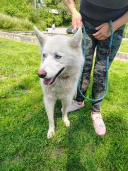 Suka -  Siberian Husky and Mixed Breed Dog for Adoption - Suka | PetCurious