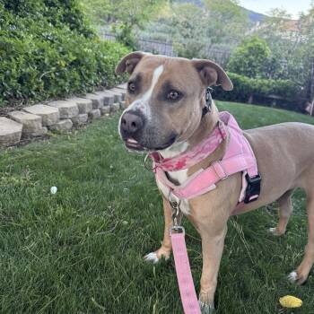 Vixon -  American Bully Dog for Adoption in Whittier, California - Vixon | PetCurious