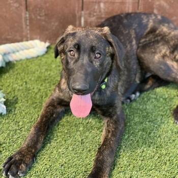 Rescue Labrador Retriever and Shepherd Dogs for Adoption in San Diego, California - Kashi | PetCurious