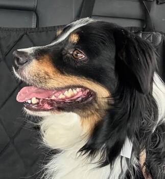Collie Dogs Available for Adoption in Monticello, New York - Jett | PetCurious