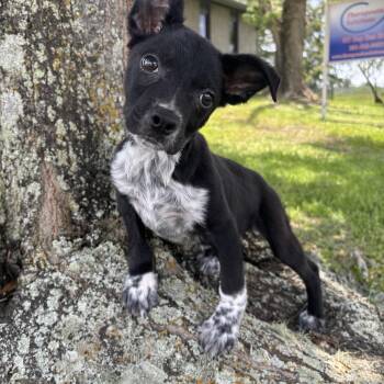 Lola -  Chihuahua Dog for Adoption in Pearland, Texas - Lola | PetCurious