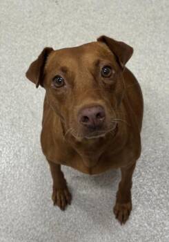 Vizsla and Terrier Dogs Available for Adoption - Destiny | PetCurious