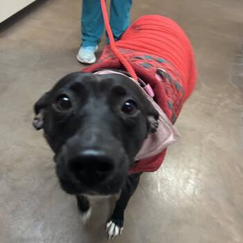 Black Labrador Retriever and Pit Bull Terrier Dogs Available for Adoption in Flagstaff, Arizona - Shyann | PetCurious