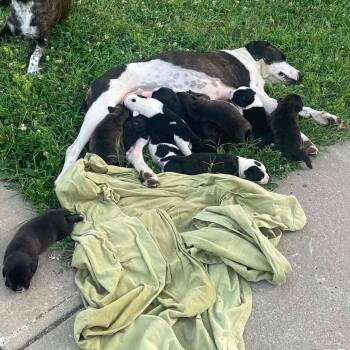 Willow -  Border Collie and Mixed Breed Dog for Adoption in Overland Park, Kansas - Willow | PetCurious