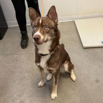 Squeegee -  Husky Dog for Adoption in Rifle, Colorado - Squeegee | PetCurious