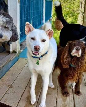 Dorori -  Jindo Dog for Adoption in New York, New York - Dorori | PetCurious