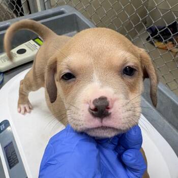 Puppy 6 -  Mixed Breed Dog for Adoption in Milton, Florida - Puppy 6 | PetCurious