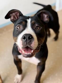 Sidney -  American Bully Dog for Adoption in Seneca Falls, New York - Sidney | PetCurious