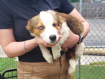 Hershey -  Australian Shepherd and Corgi Dog for Adoption in Owensboro, Kentucky - Hershey | PetCurious