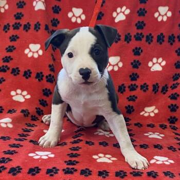 Terrier Dogs Available for Adoption - Henny | PetCurious