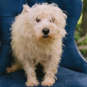 Polar Bear -  West Highland White Terrier Westie Dog for Adoption in Zionsville, Indiana - Polar Bear | PetCurious