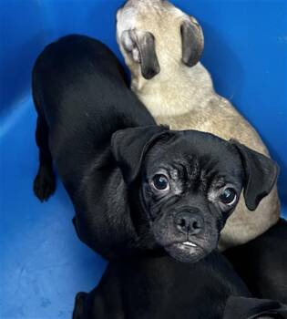 FRANCIS -  Mixed Breed Dog for Adoption in Dallas, Texas - FRANCIS | PetCurious