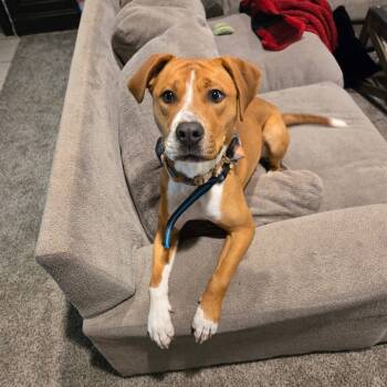 Rescue Pit Bull Terrier Dogs for Adoption in Austell, Georgia - Chips | PetCurious