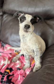 Rescue Australian Cattle Dog Blue Heeler and Terrier Dogs for Adoption in Hesperia, California - Gru | PetCurious