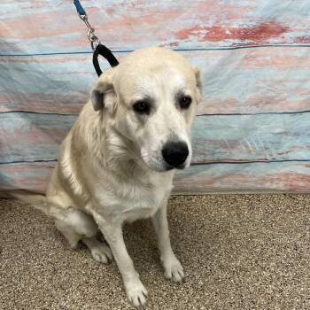 Great Pyrenees and Mixed Breed Dogs Available for Adoption - Alfredo | PetCurious