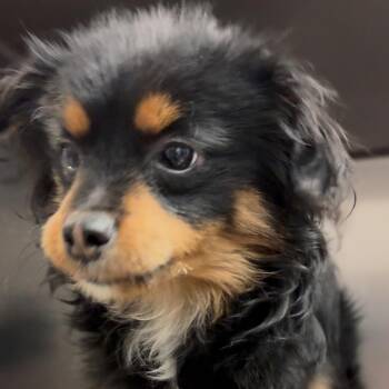 Mixed Breed Dogs Available for Adoption - Boss | PetCurious