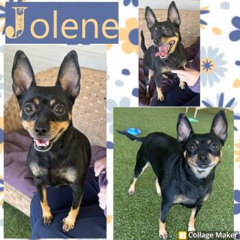 Miniature Pinscher Dogs Available for Adoption in Clearfield, Pennsylvania - Jolene  | PetCurious
