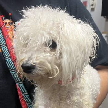 Sandy Paws -  Poodle Dog for Adoption in Yuma, Arizona - Sandy Paws | PetCurious