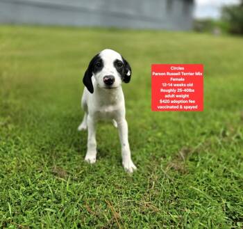 Circles -  Parson Russell Terrier Dog for Adoption in Oviedo, Florida - Circles | PetCurious