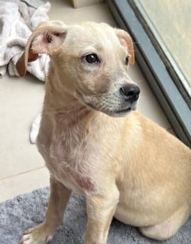 Rescue Labrador Retriever and Pointer Dogs for Adoption in Washington, District Of Columbia - Pup Leo | PetCurious