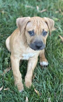 Boxer and Labrador Retriever Dogs Available for Adoption - Hellbuyk  | PetCurious