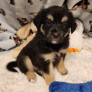 Mable -  Shepherd Dog for Adoption in Alpine, Texas - Mable | PetCurious