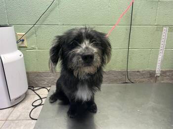 FRITZ -  Schnauzer and Mixed Breed Dog for Adoption in Grand Prairie, Texas - FRITZ | PetCurious