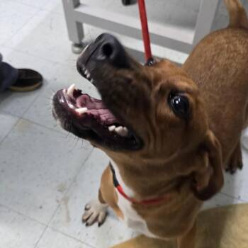 Rufus -  Redbone Coonhound Dog for Adoption in Marble, North Carolina - Rufus | PetCurious