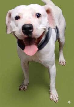 Mixed Breed Dogs Available for Adoption in Jacksonville, Florida - GUACAMOLE | PetCurious