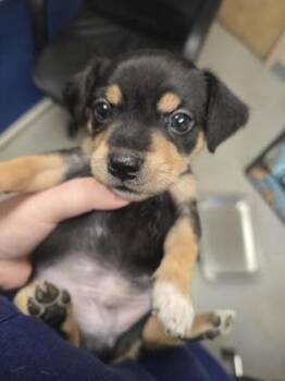 Gene -  Chihuahua and Mixed Breed Dog for Adoption in Roseville, California - Gene | PetCurious