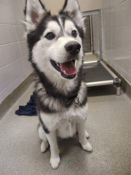 Siberian Husky and Mixed Breed Dogs Available for Adoption in Omaha, Nebraska - CHESTER | PetCurious
