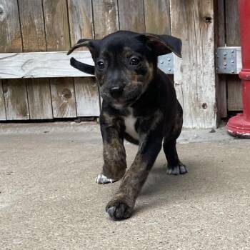 Magenta -  Mixed Breed and Catahoula Leopard Dog Dog for Adoption in Tulsa, Oklahoma - Magenta | PetCurious