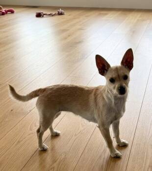 **AMEE** -  Chihuahua Dog for Adoption in North Prairie, Wisconsin - **AMEE** | PetCurious
