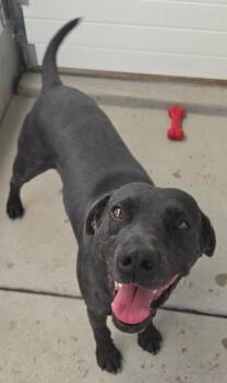 Dirk -  Labrador Retriever and Cattle Dog Dog for Adoption in Fort Lupton, Colorado - Dirk | PetCurious