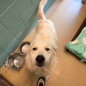 Biscuit -  Great Pyrenees Dog for Adoption in Marion, North Carolina - Biscuit | PetCurious