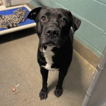 BELLOMY -  Pit Bull Terrier and Mixed Breed Dog for Adoption - BELLOMY | PetCurious