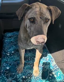 Rescue Pit Bull Terrier and Labrador Retriever Dogs for Adoption in Tustin, California - PASEO | PetCurious