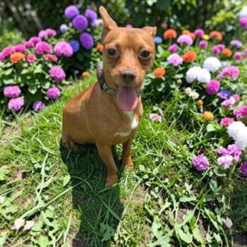Chihuahua Dogs Available for Adoption in Fort Worth, Texas - Gunner | PetCurious