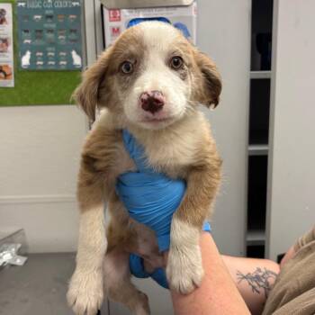 Violet -  Mixed Breed Dog Available for Adoption in Columbiana, Alabama - Violet | PetCurious