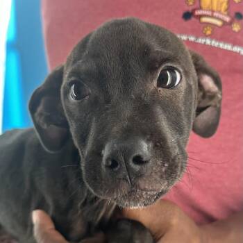 Dakota - Local October 9-11 -  Rat Terrier Dog for Adoption in Brookshire, Texas - Dakota - Local October 9-11 | PetCurious