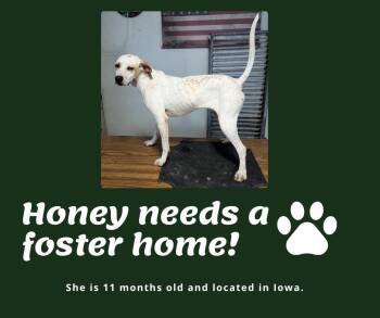 Needs Foster Honey (IA) -  English Pointer Dog for Adoption in Bridgeton, New Jersey - Needs Foster Honey (IA) | PetCurious