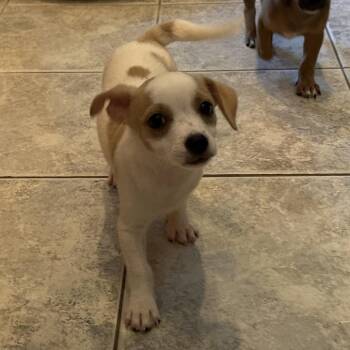 Lemon Drop -  Chihuahua and Mixed Breed Dog for Adoption in Sacramento, California - Lemon Drop | PetCurious